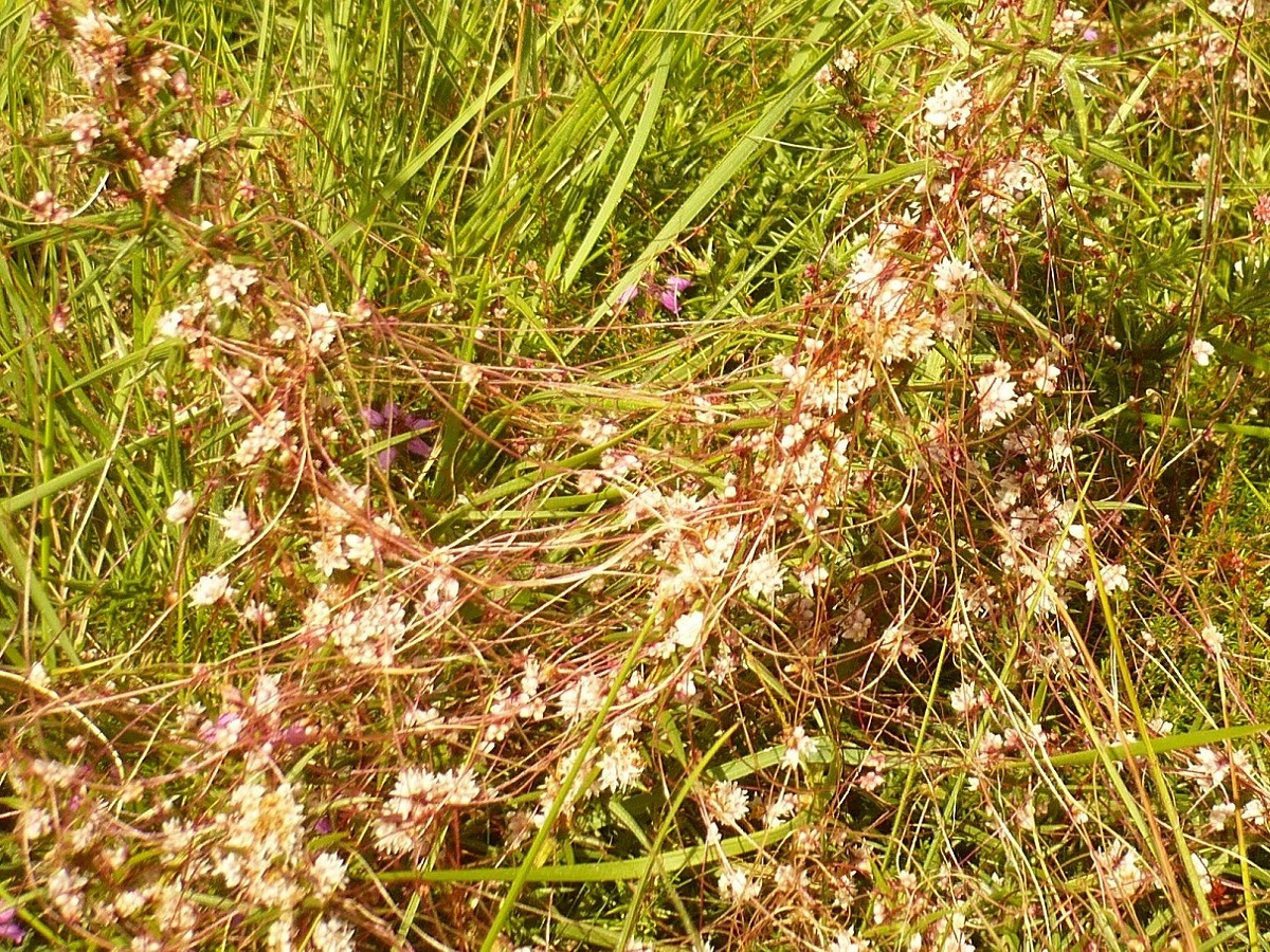 Cuscuta epithymum subsp. epithymum (Convolvulaceae)